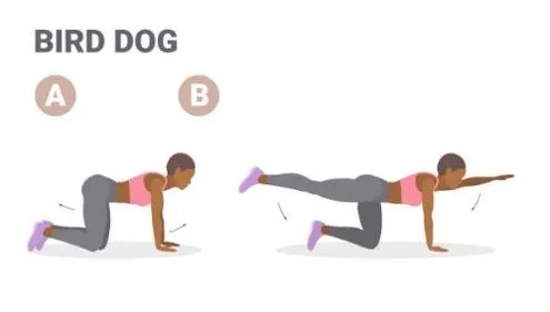 The Lower Back Basics – Feb 2024 Blog 5 Bird Dog Exercise 1920w